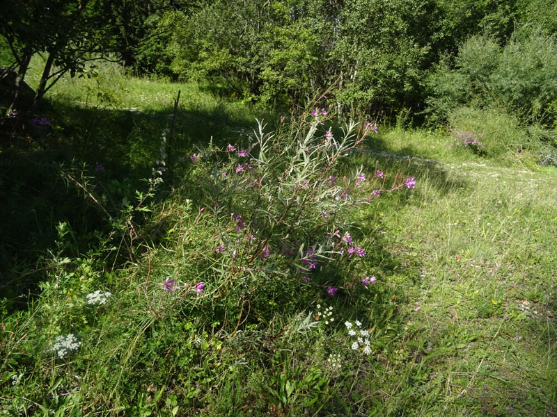 Chamaenerion dodonaei (ex Epilobium dodonaei) - Onograceae